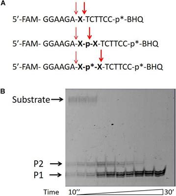 Human <mark class="highlighted">Tyrosyl-DNA Phosphodiesterase 1</mark> Possesses Transphosphooligonucleotidation Activity With Primary Alcohols